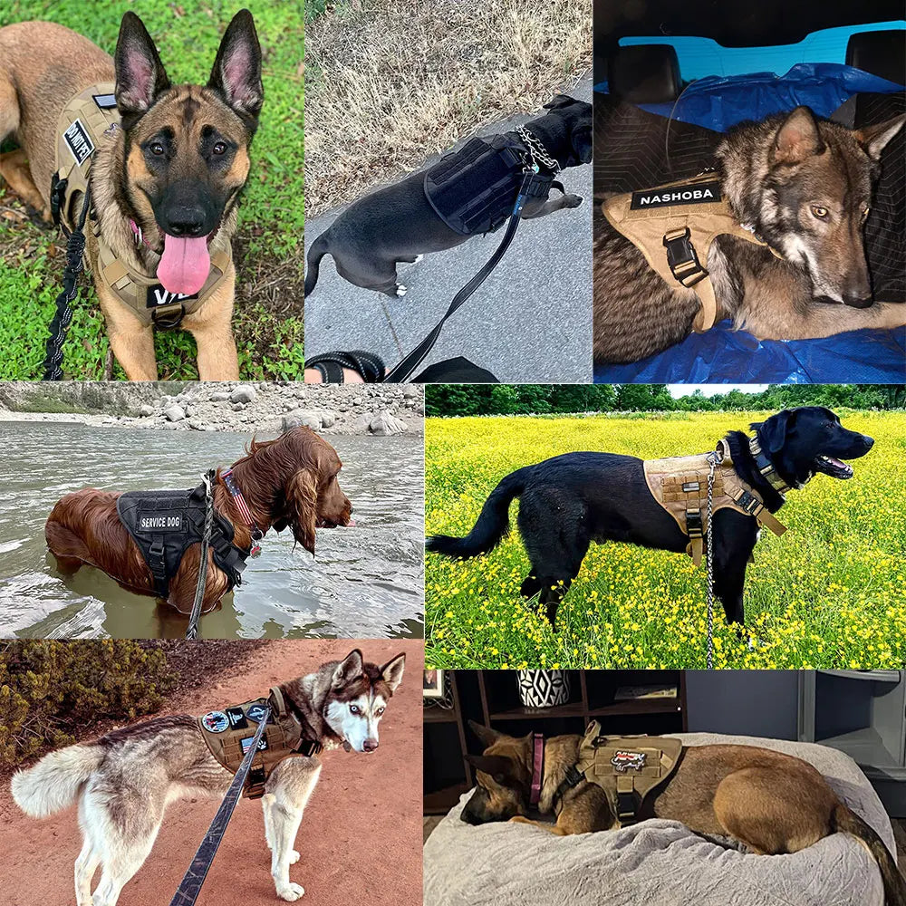 Comfortable Dog Harness and Leash Set for Training and Walking